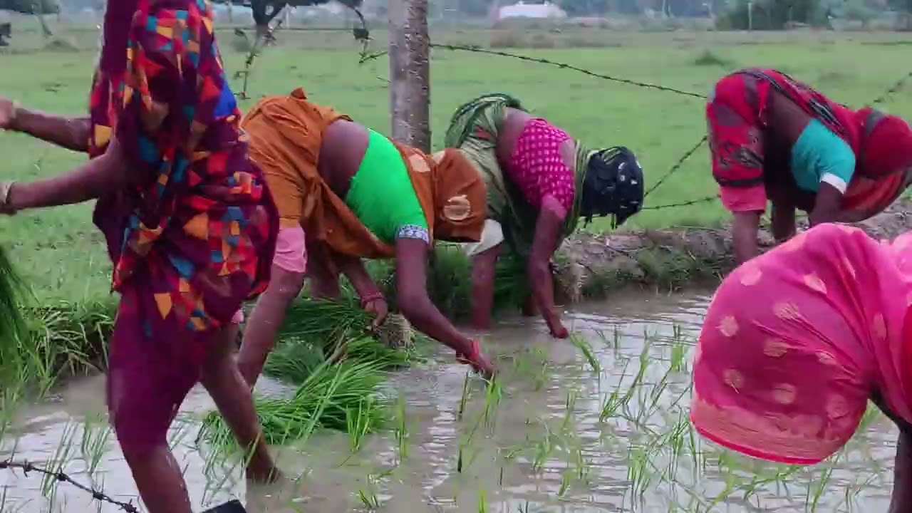 धान लगाते समय गाना गाती हुई देहाती गाना #song #love #indiansong