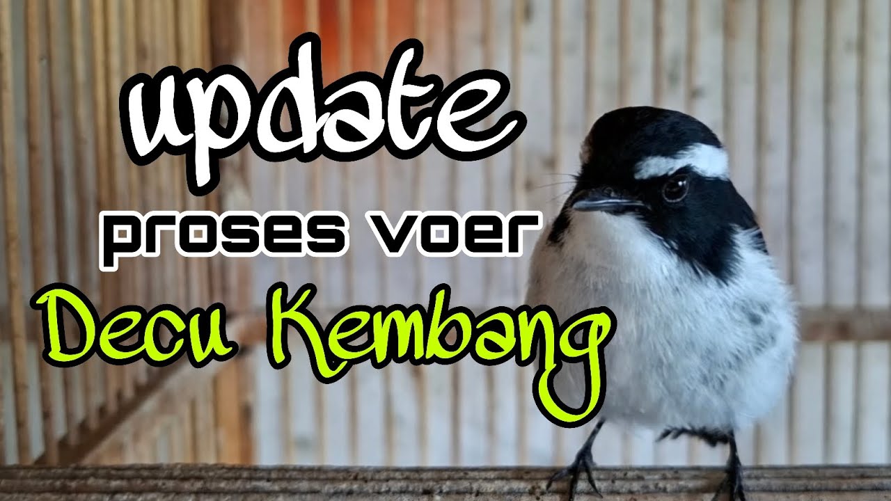 UPDATE PROSES PENGEVOERAN BURUNG DECU KEMBANG | SIKATAN KEMBANG | DECU KEMBANG GACOR