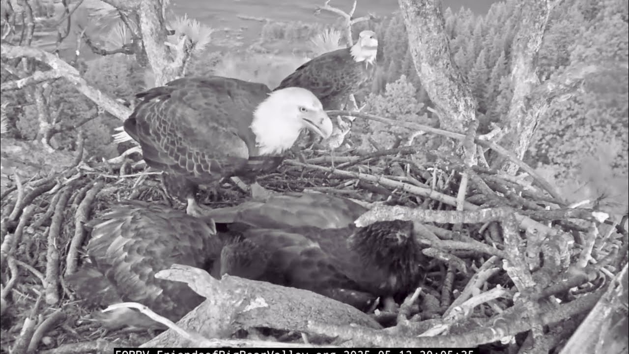 FOBBVCAM  🦅Jackie Sleeps Next to Eaglets on Blustery Night as Fledge Watch Approaches ✈️ 2025 May 12