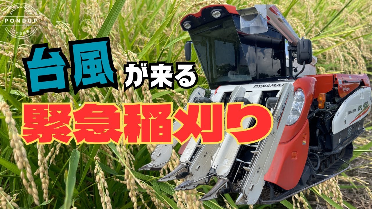 台風のせいで緊急稲刈り　2024年波乱の稲刈りスタートです　#稲刈り#コンバイン#農業