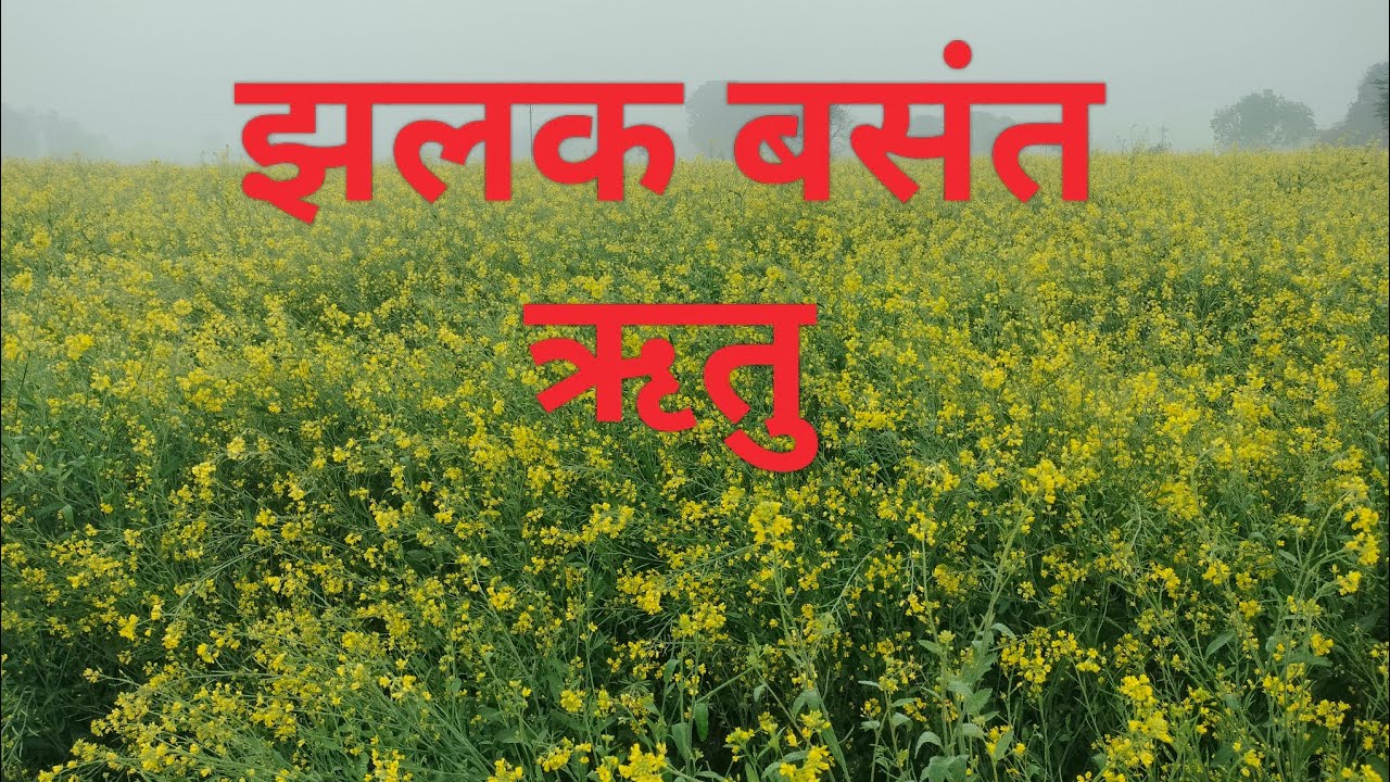 बसंत ऋतु का एक नजारा देखें ,कमेंट में बताएं कैसा लगा,क्यों किसान खुश होते हैं बसंत में,लाइक,शेयर,सबस