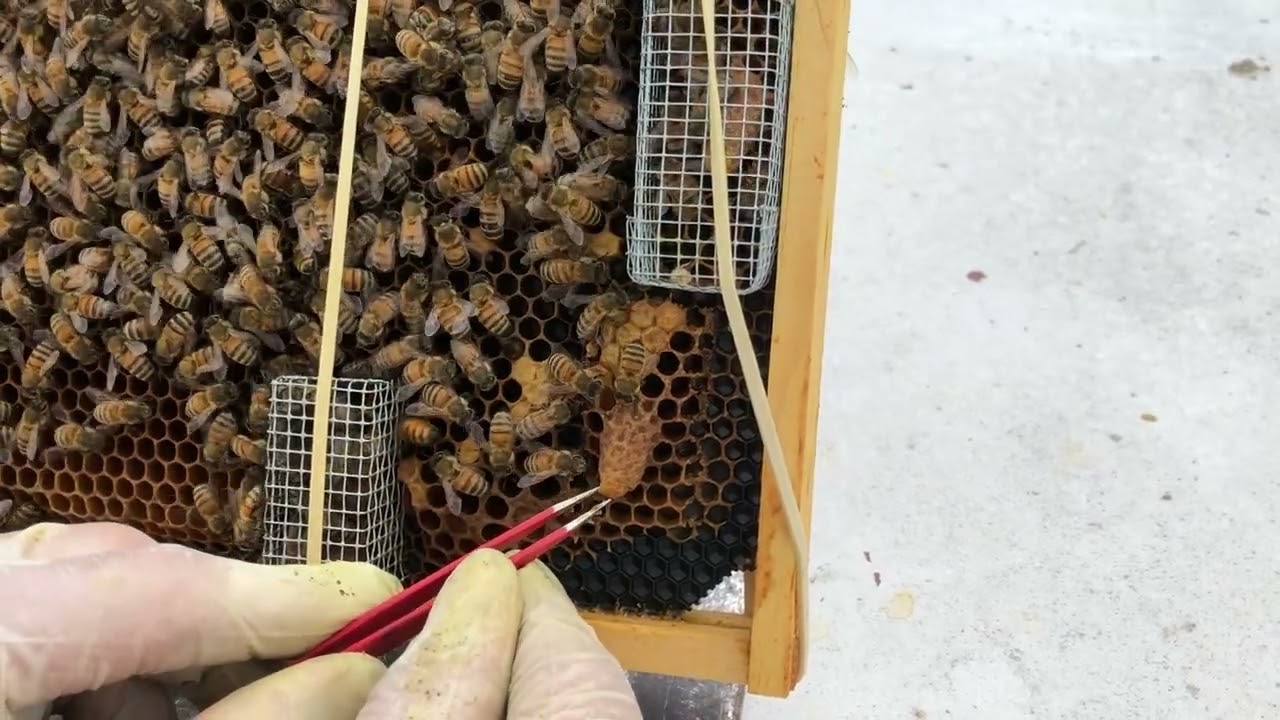A sneaky virgin queen!