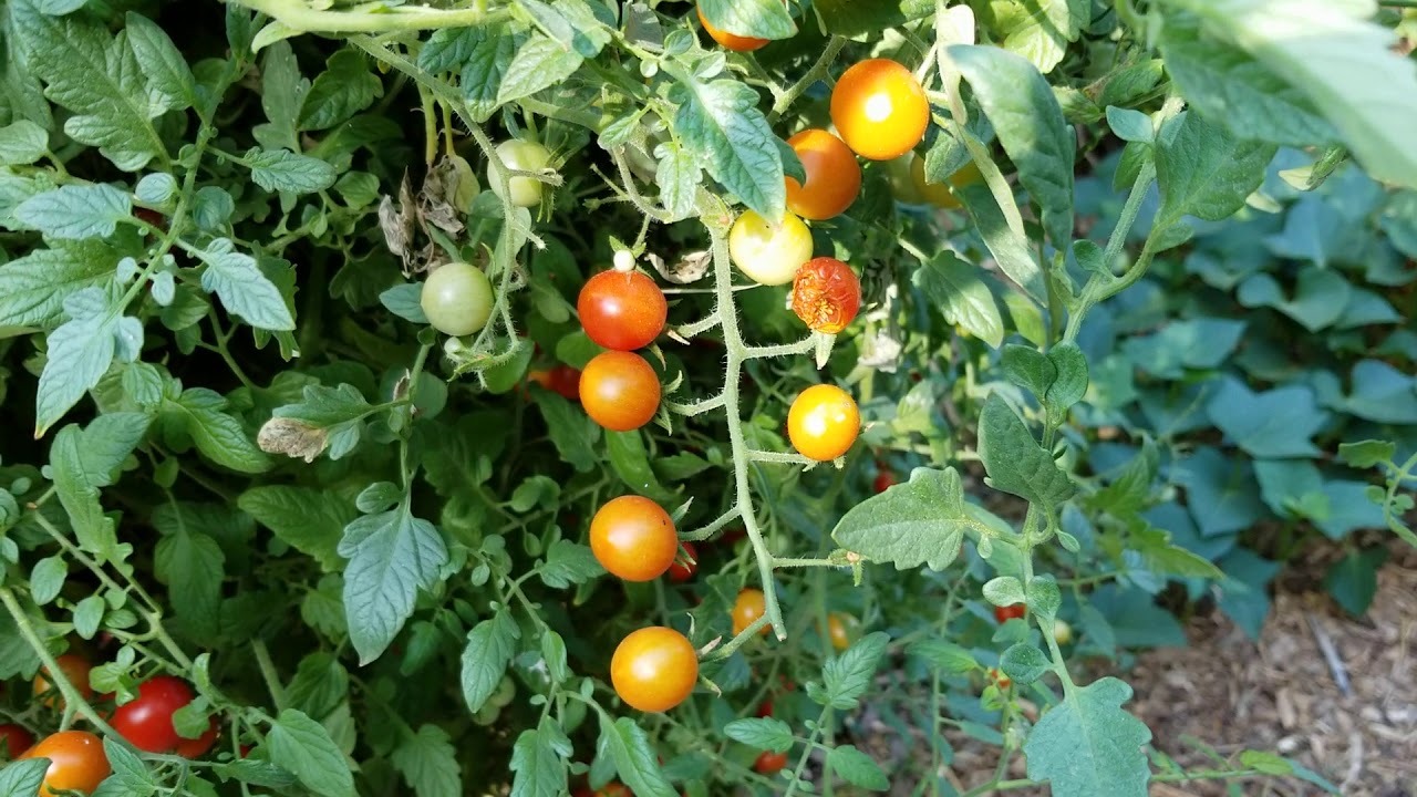 Sweet 100 cherry tomato update. Gardening tips