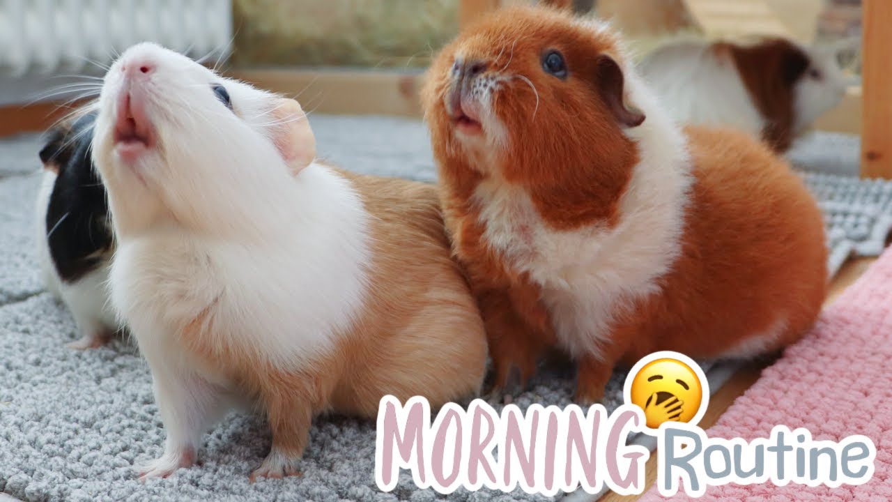 Guinea Pig Morning Routine | 5 Guinea Pigs