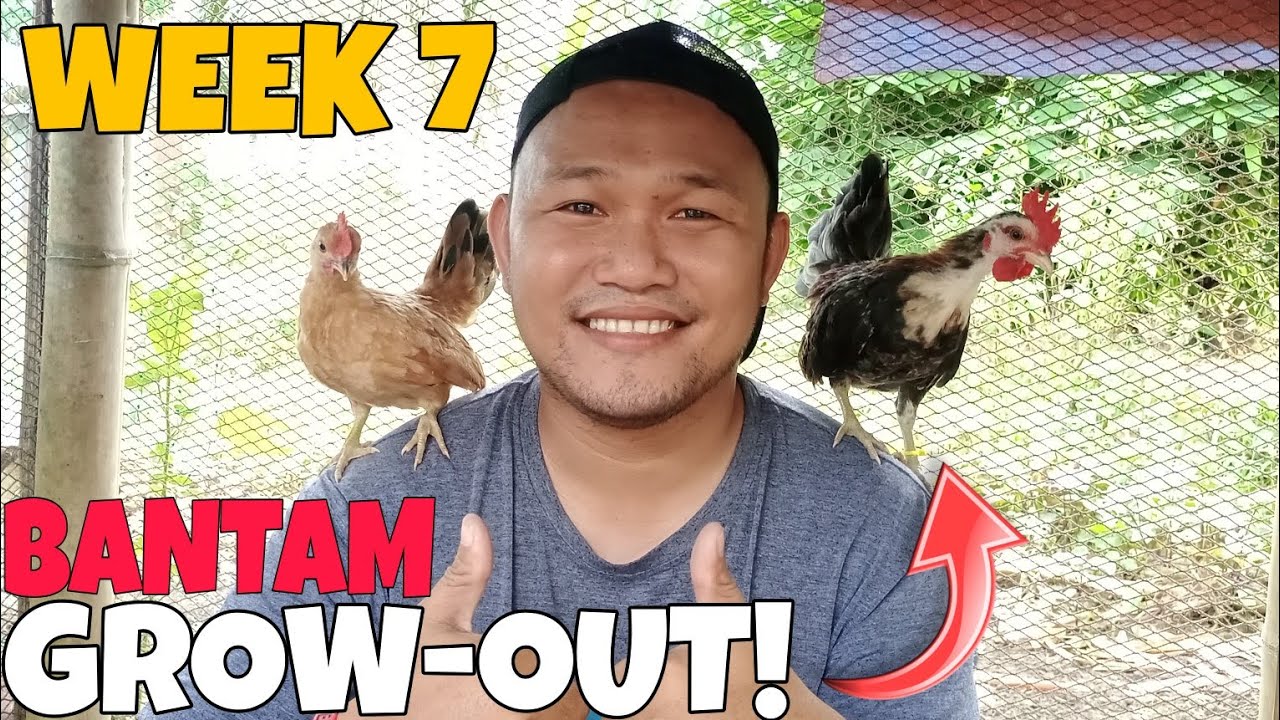 BANTAM FARM RANGE TRAINING | 7 WEEKS OLD BANTAM