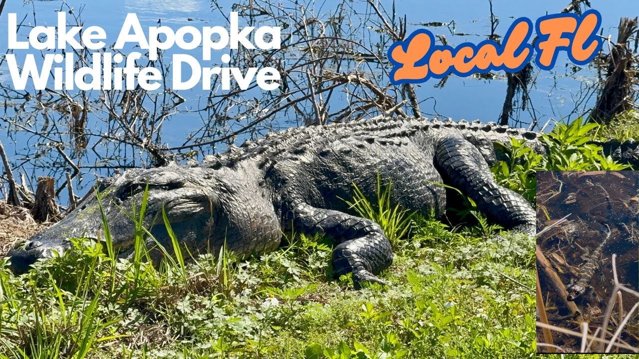 What Will We Discover On The Lake Apopka Wildlife Drive?