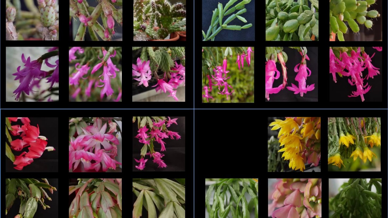 PlantGusto Schlumbergera Hybrids 2016-2017