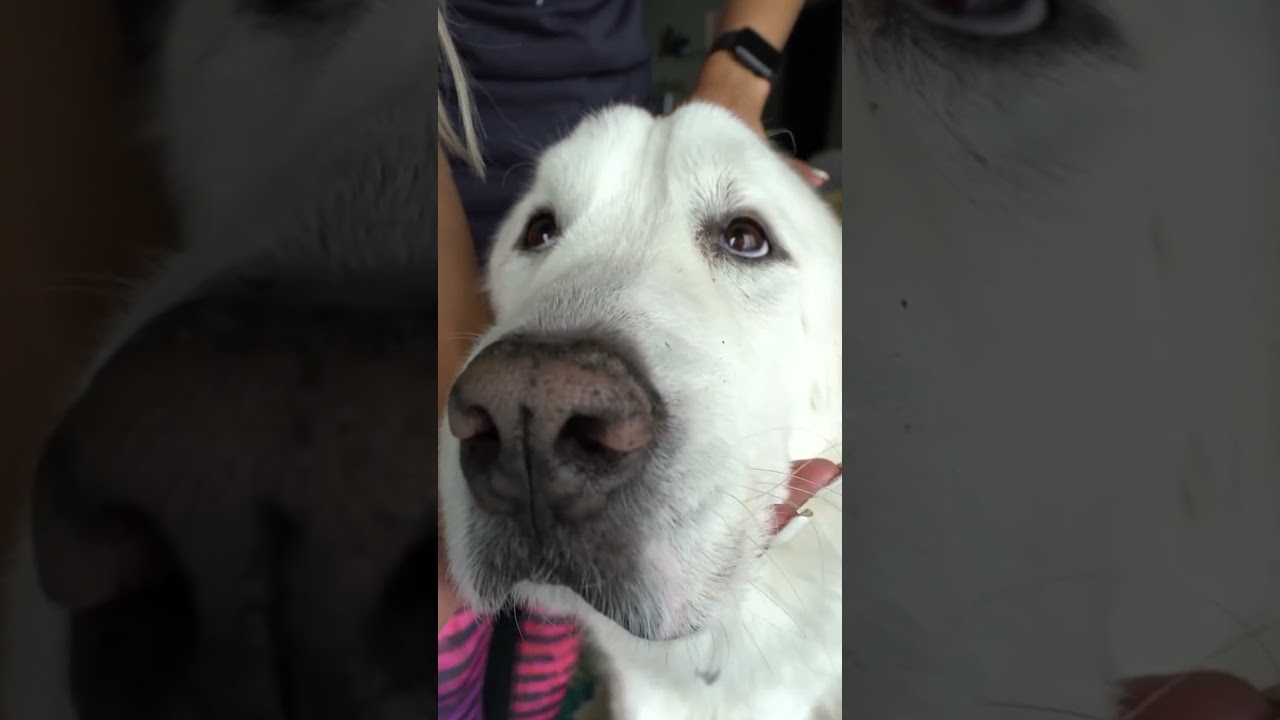 How to make a dog fall asleep