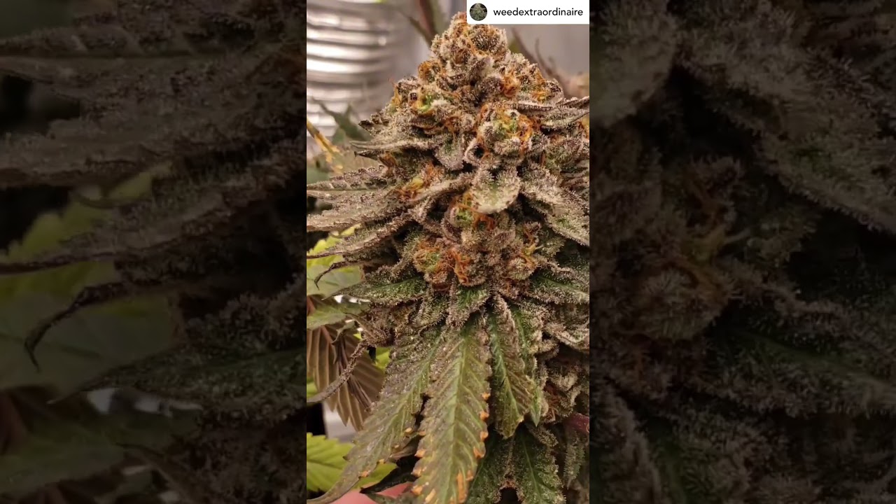 Grown under SunPlix LED grow light G5