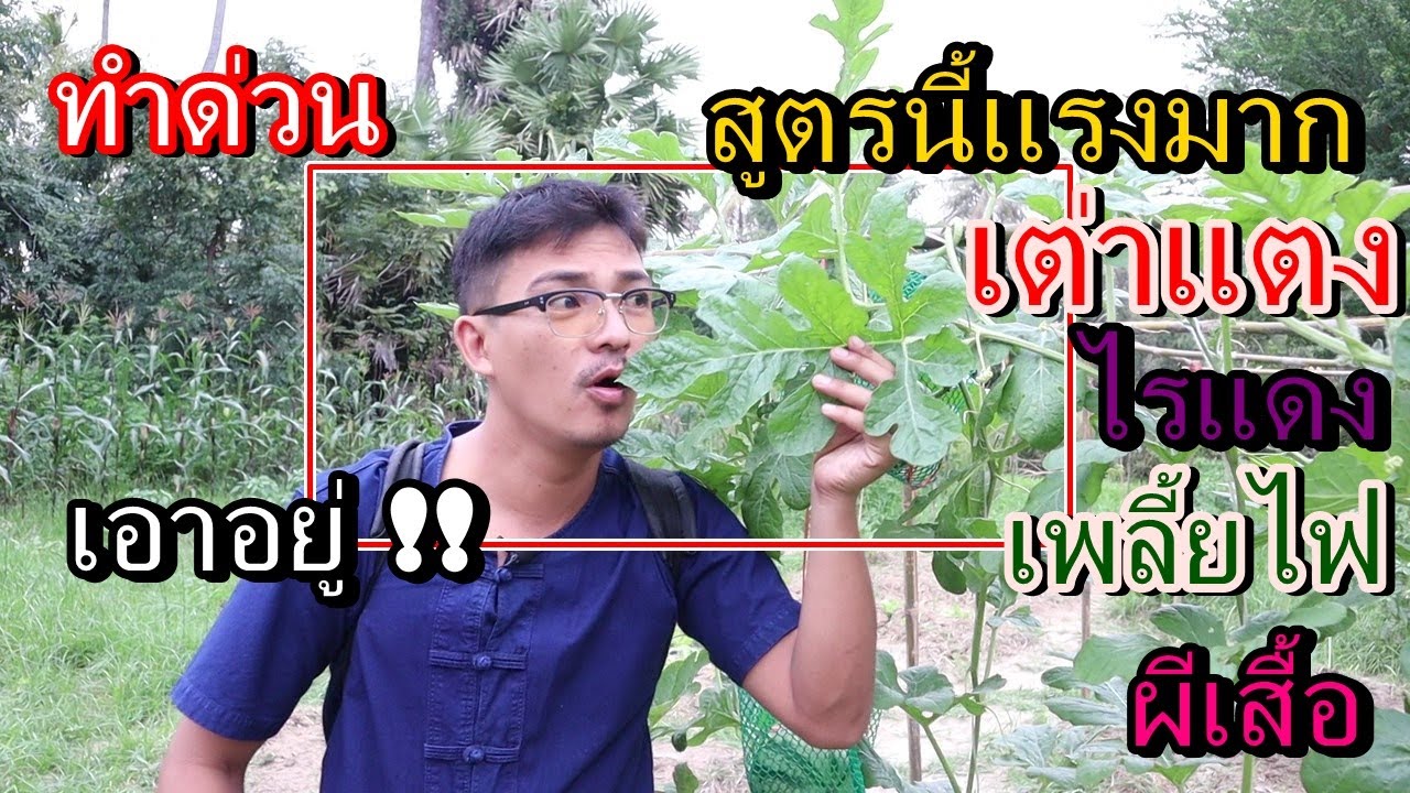 สูตรไล่แลง ปลูกพืชได้ทุกชนิด สูตรนี้ดีมากๆ