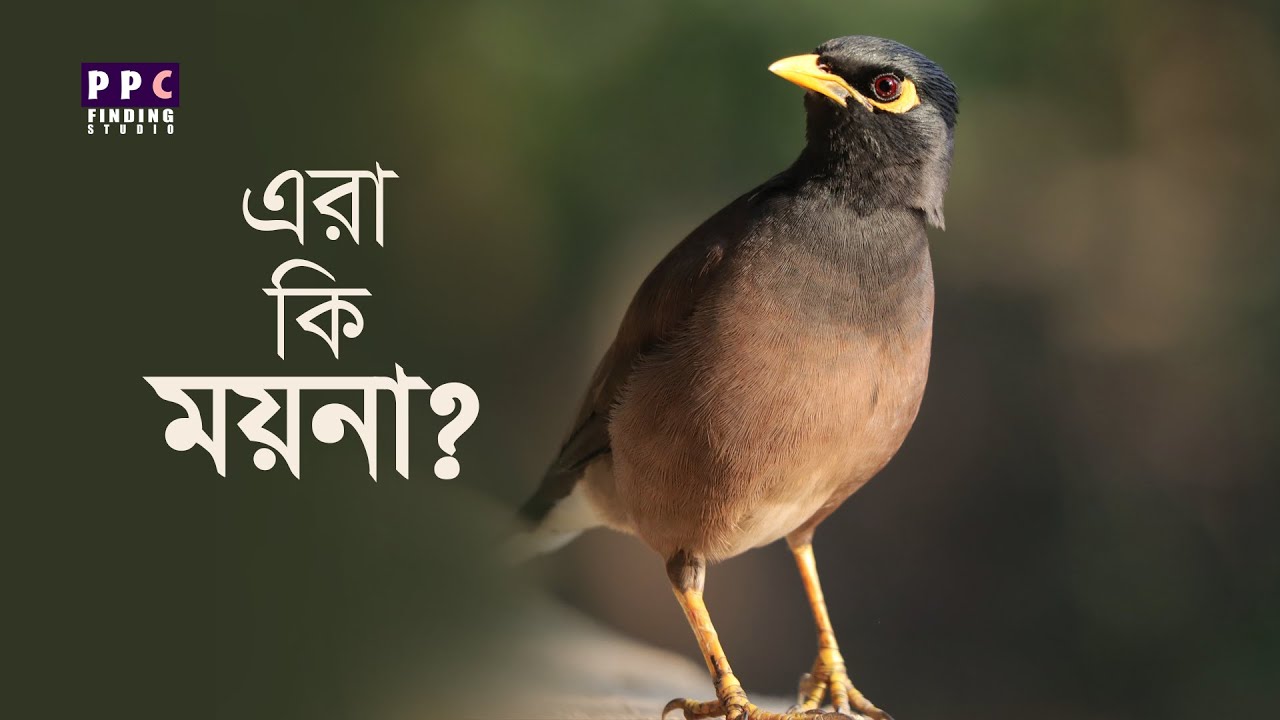 এদের নাম শালিক নাকি ময়না | Difference between Shalik and Moyna?