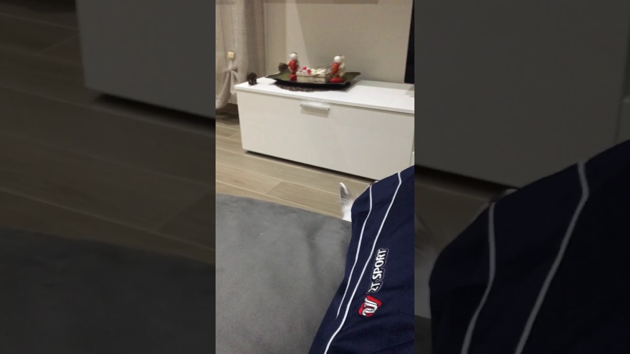 Ammaestrare un coniglio parte 2