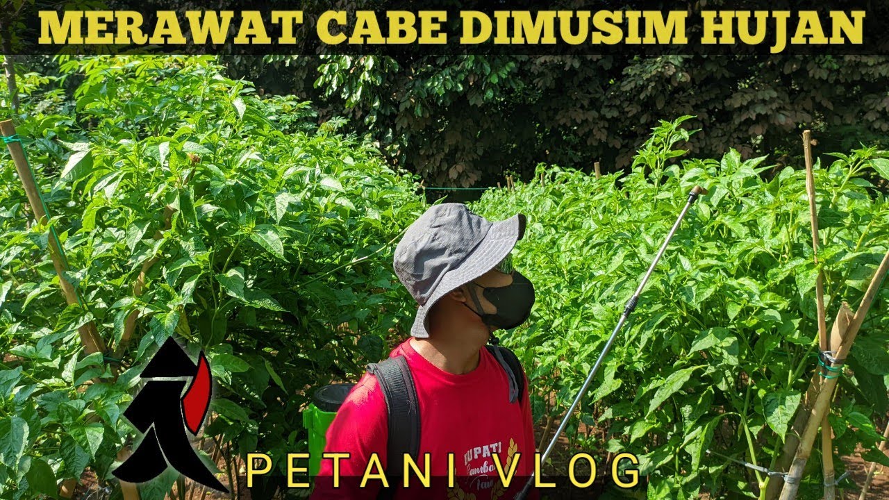 RUTINITAS MERAWAT CABE SETAN #petanimuda 