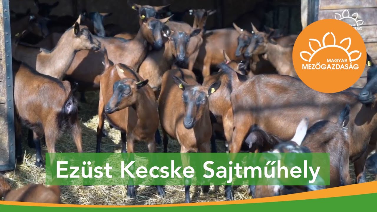 Sajtkészítés szívvel, lélekkel | MMG