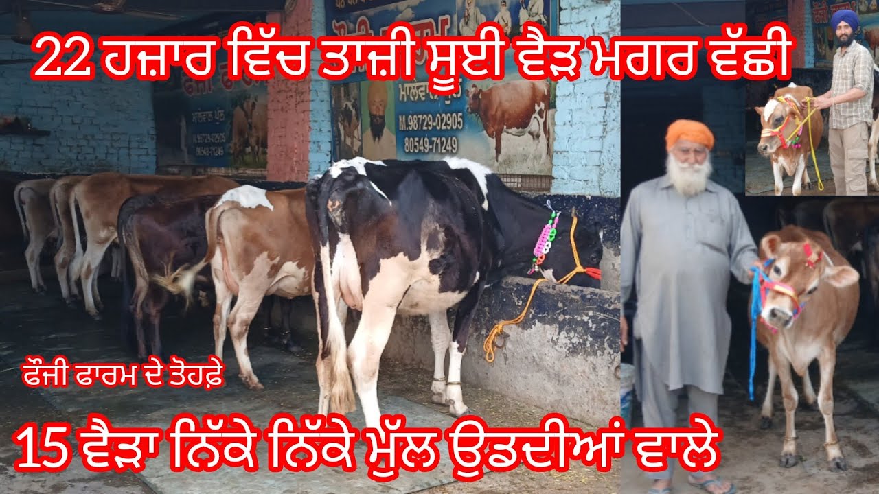 15 March 2026 ਜਾਇਜ਼ ਮੁੱਲ 10 ਵੈੜਾ 20 ਹਜਾਰ ਵਿੱਚ ਤਾਜ਼ੀ ਸੂਈ ਵੈੜ ਮਗਰ ਵੱਛੀ/cow for sale cheema dairy farm 