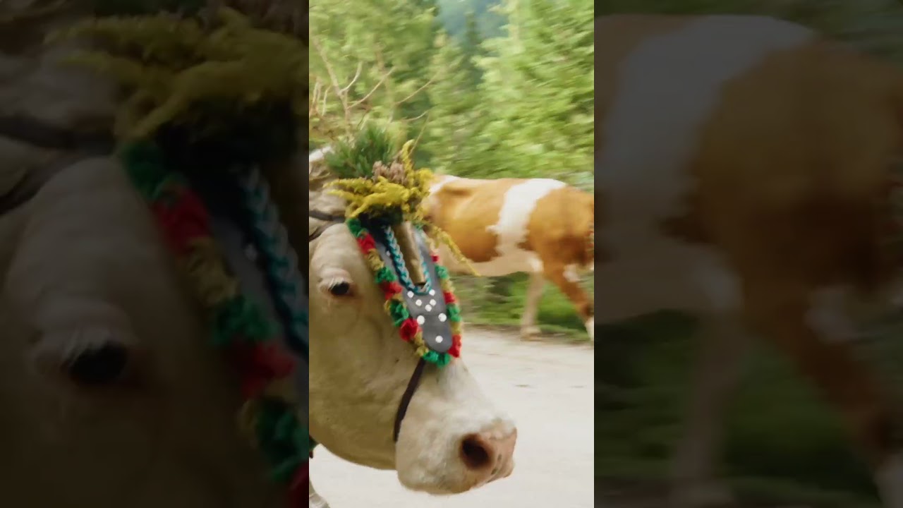 Erlebe die traditionellen Almabtriebe im Stubaital 🐮