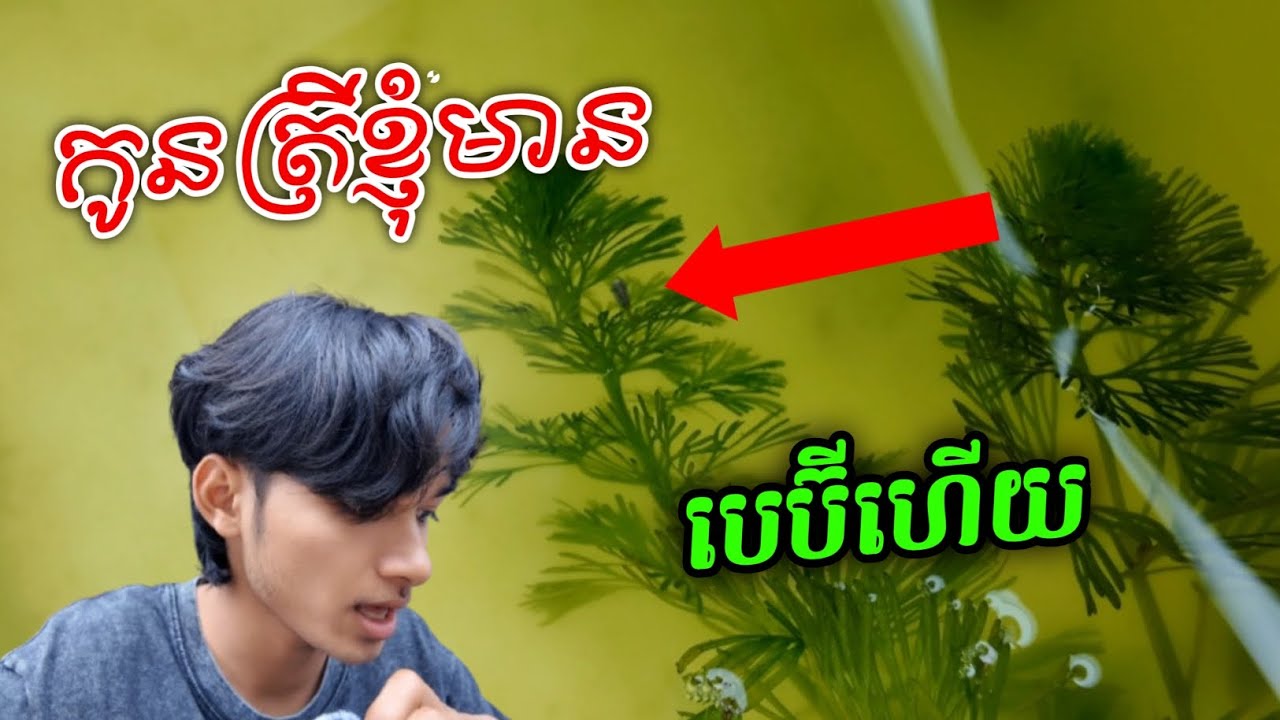 កូនត្រីខ្ញុំមានកូនហើយ 🥰✨️