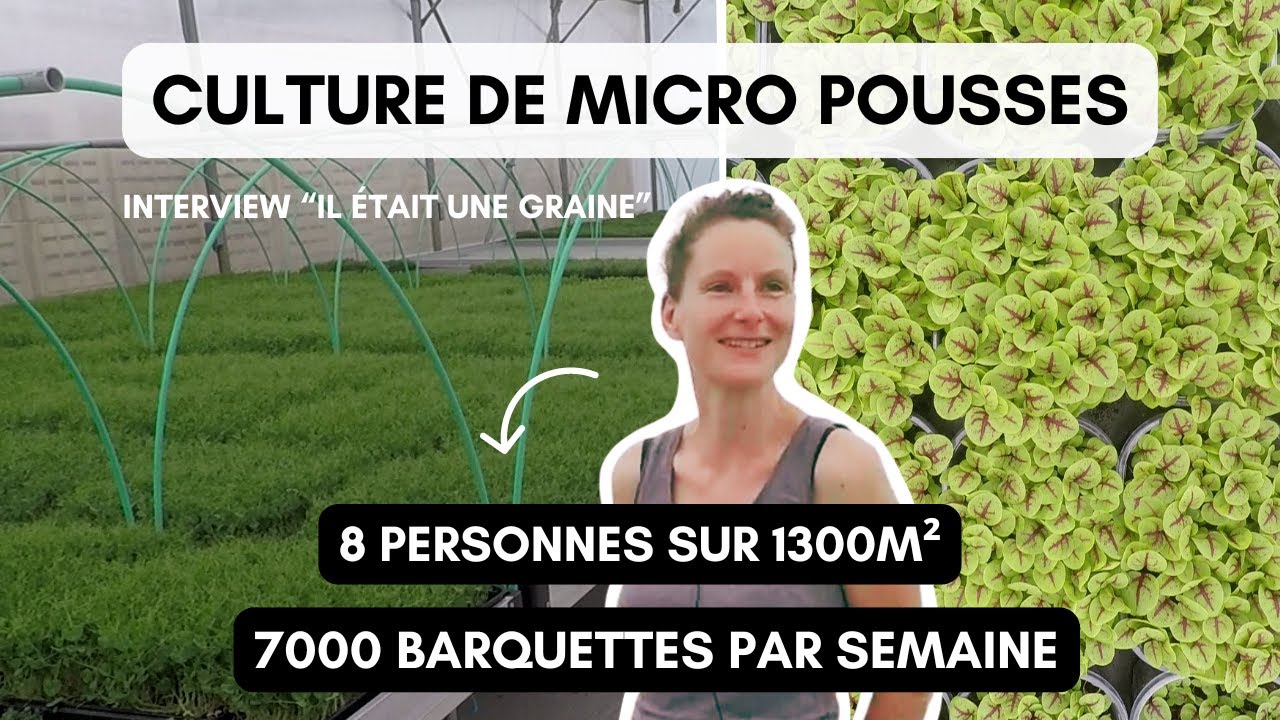 Culture de micro pousses : 8 personnes sur 1300m² ! [Il était une graine]