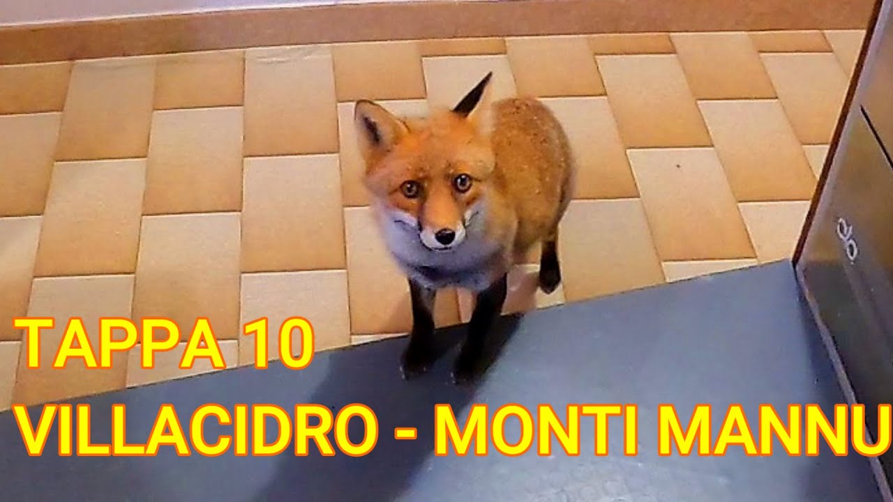 Cammino S. Barbara Tappa 10: FOXY LA VOLPE MI AUGURA BUON CAMMINO
