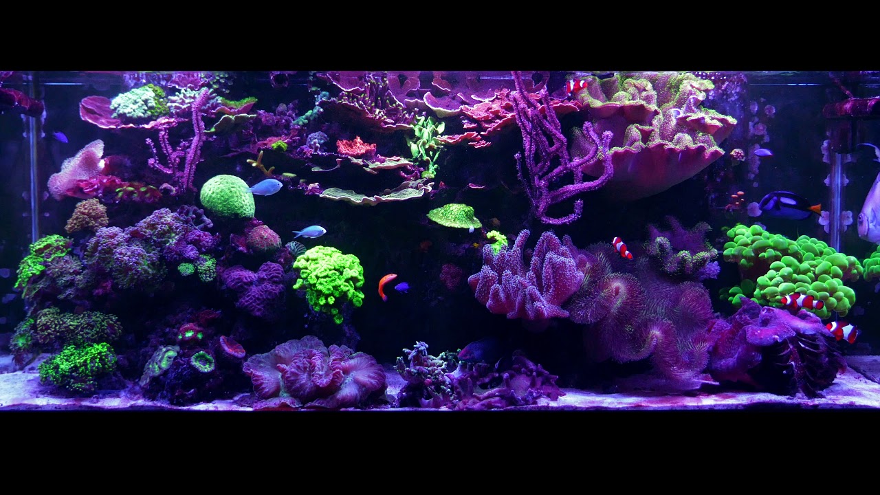 Epic Evening Reef Tank, No Talking Just The Tank