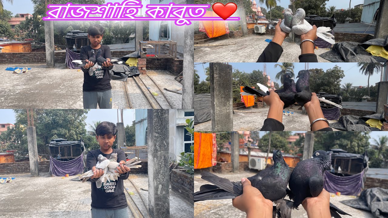 কেটে দিলাম সব কবুতরের ডানা 😭 আজ হারিয়ে গেলো ভাইরাল সেই বাজির কবুতর 😭 গোপাল কে দিলাম তার শখের কবুতর🥰