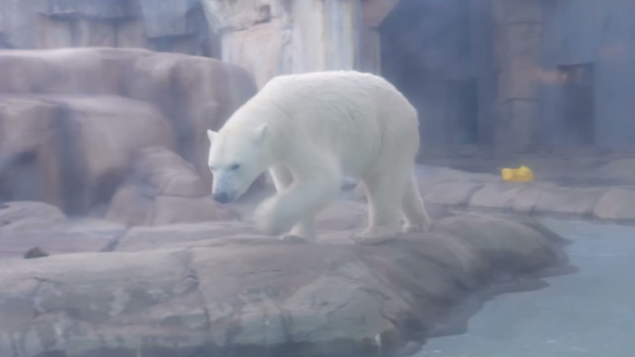 ゆめちゃんの夕食の様子… 王子動物園のホッキョクグマ　2026年1月9日 15時50分〜16時30分