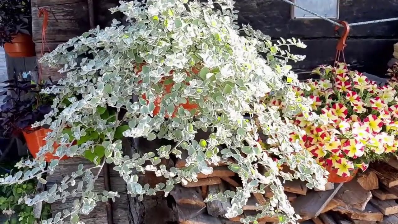 ГЕЛИХРИЗУМ и ДИХОНДРА 2020. Выращивание, уход, размножение, зимовка...