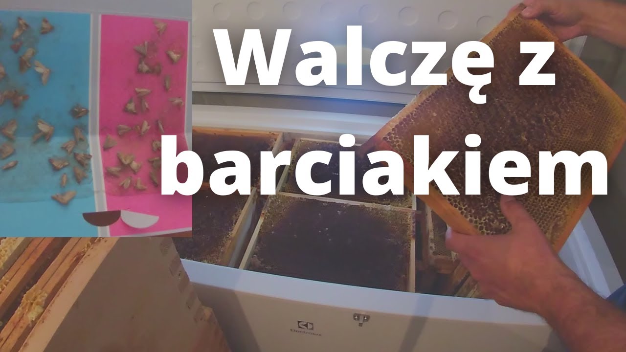 #100 Jak walczę z motylicą (barciakiem) w sezonie