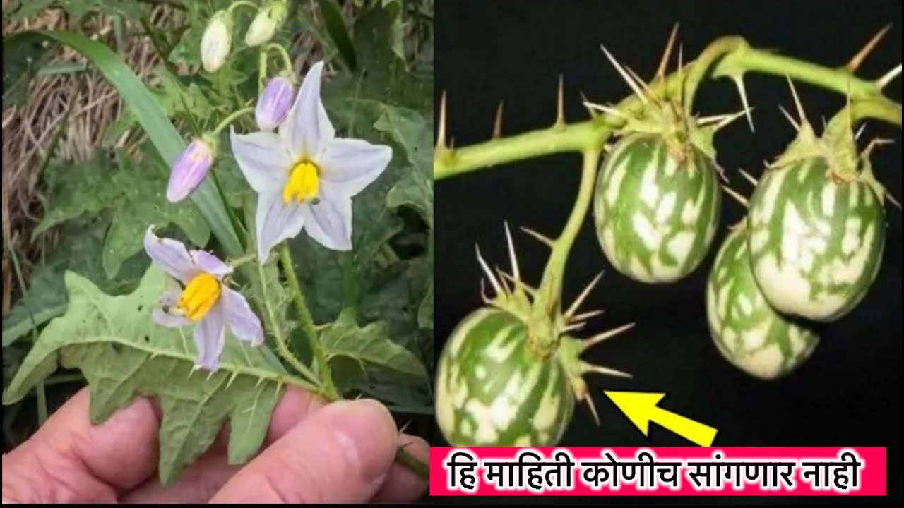 सापडले तर सोडू नका फुटके नशीब चमकवेल दुर्भाग्य भाग्यात बदलेल हे कोणी साधारण रोप नाहीए.?जाणुन घ्या//