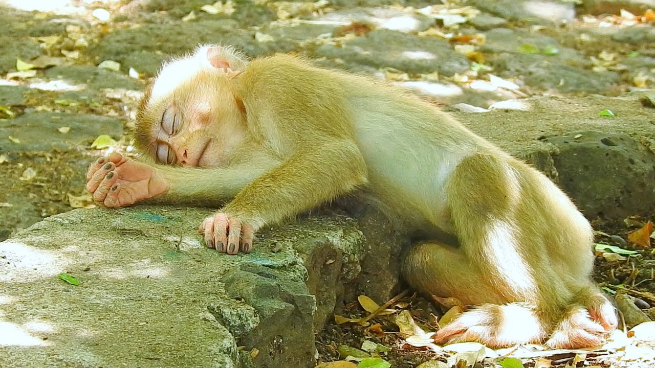 P.o.o.r Wildlife Monkey! Now He Has Never Received Love From The Mom Monkey