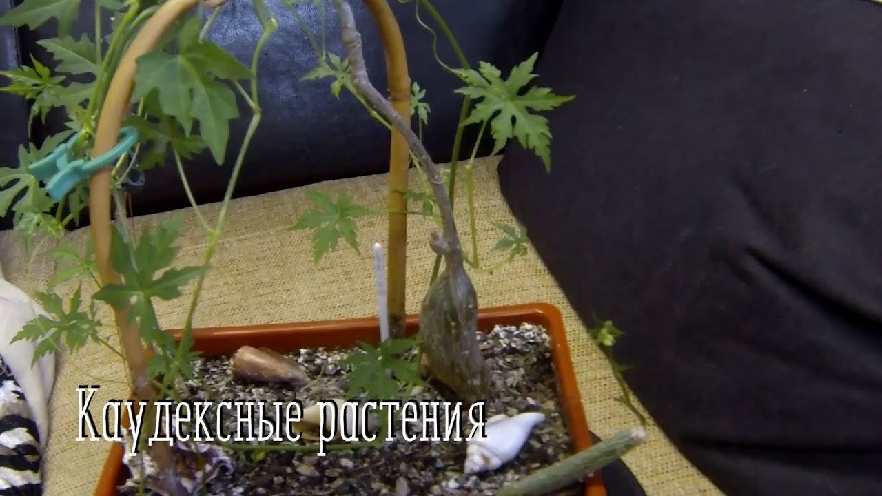 Каудексные растения. Крутящийся подиум для показа цветов.
