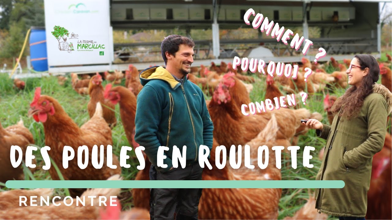 Poules pondeuses bio en pâturage dynamique Ft La Ferme de Marcillac 🐔 🌱