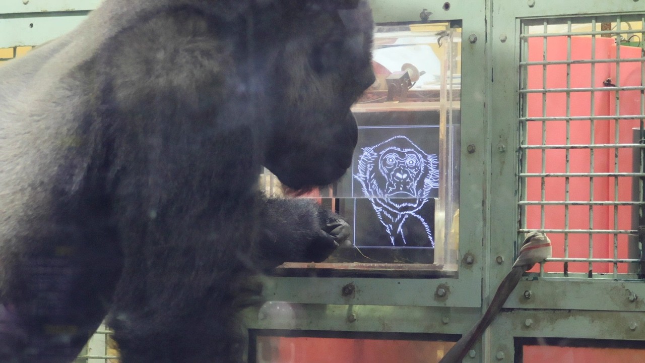 ゴリラの絵を前に固まるシルバーバック・モモタロウ｜京都市動物園｜撮影日2026.2.10｜【きょうのゴリラ】