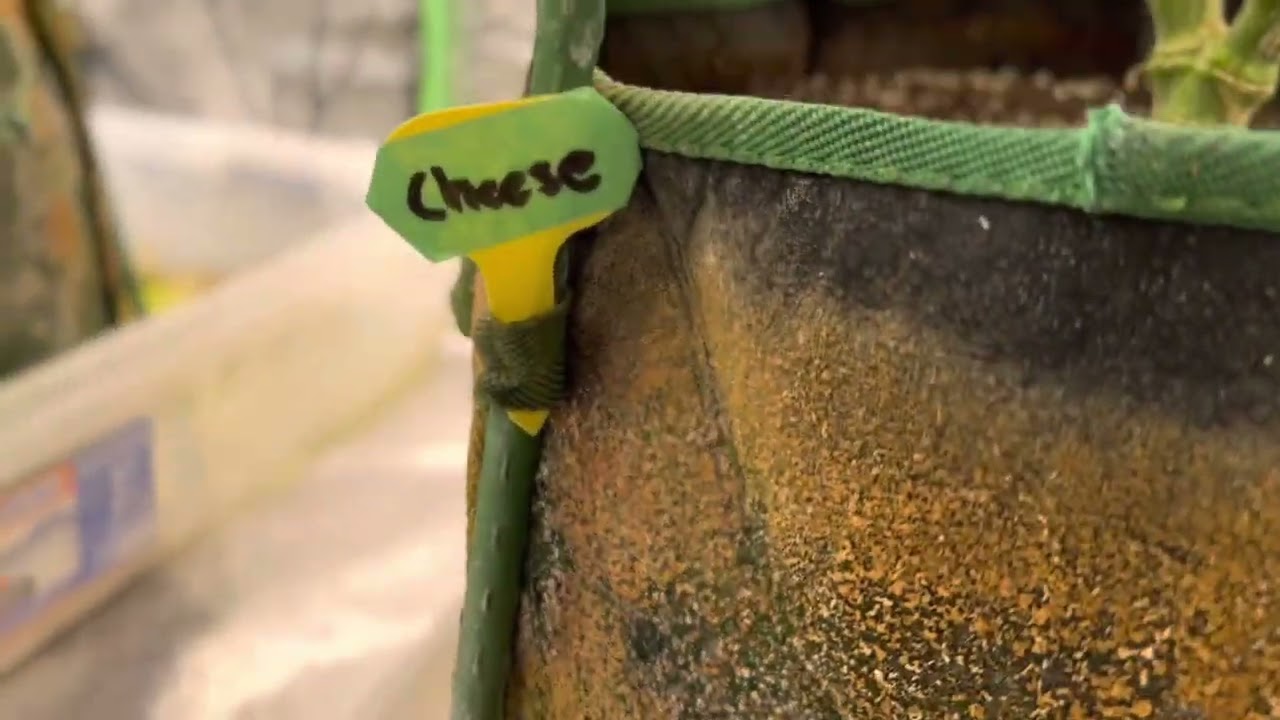 LST my #cannabis Plants without a trellis net. #homegrown #cultivating