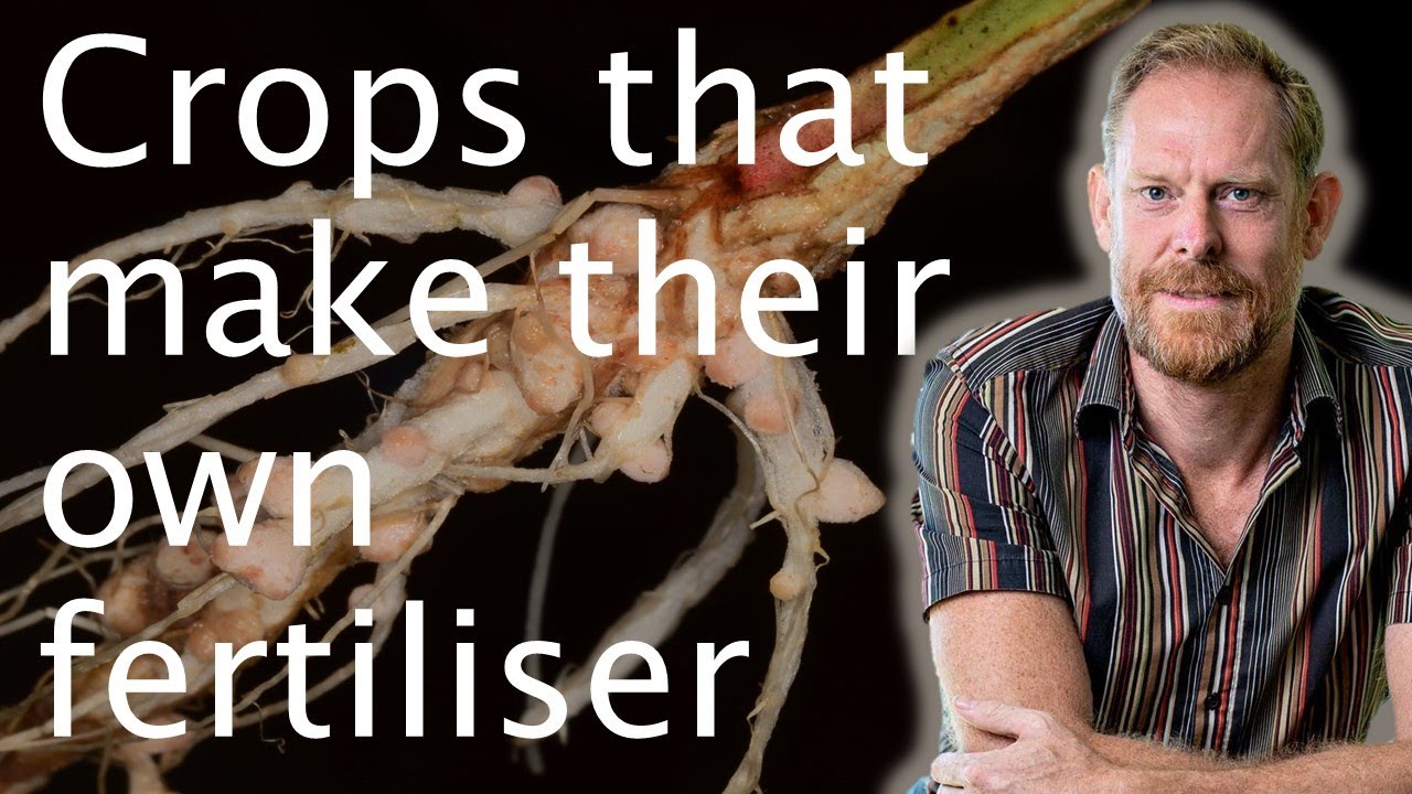 Fertilisers & nitrogen-fixing bacteria in cereals - Giles Oldroyd