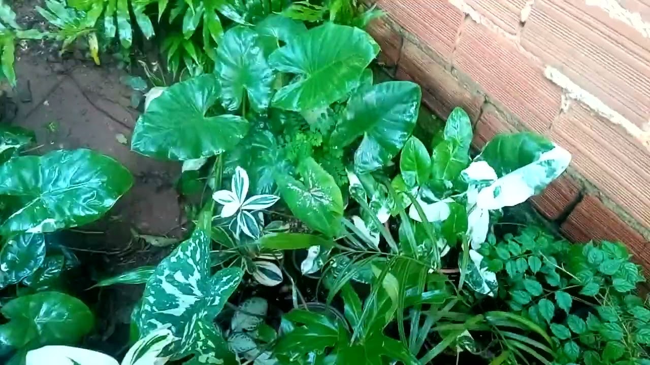 Choveu vários dias seguidos... e olha no que virou meu quintal 😂🌳