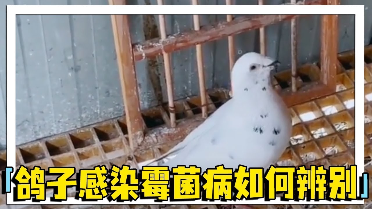 鸽子的霉菌病，要如何辨别？农村大叔告诫：千万不要误判误治！【农村达叔】