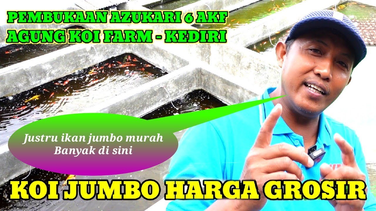 JUSTRU KOI JUMBO MURAH HARGA GROSIR BANYAK DISINI❗AKF❗