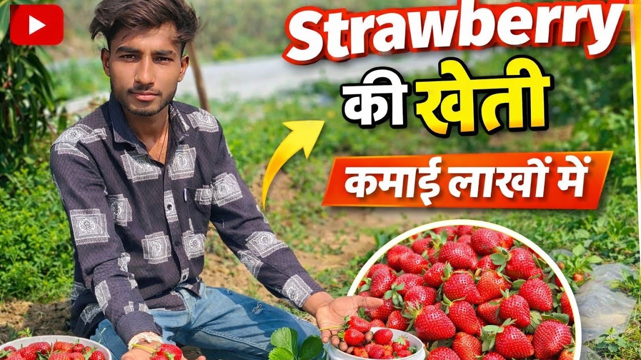 Strawberry 🍓 की खेती मै कमाई लाखों मैं / स्ट्रॉबेरी 🍓 की खेत में कम खर्च मैं ज्यादा मुनाफा#stroberry