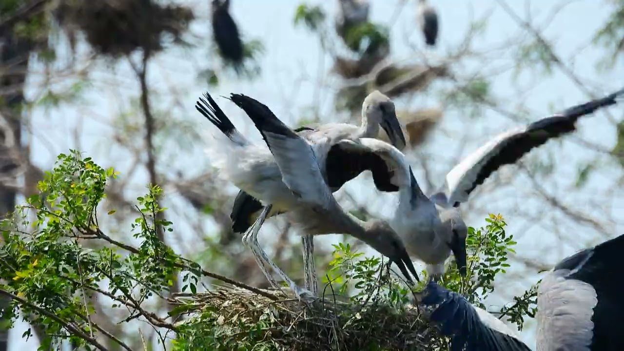 EP504 AMAZING PLACE OF AVIAN BIRD CRANE NESTING ON THE TREE FLOODED FOREST RAINFOREST RELAXING FILM