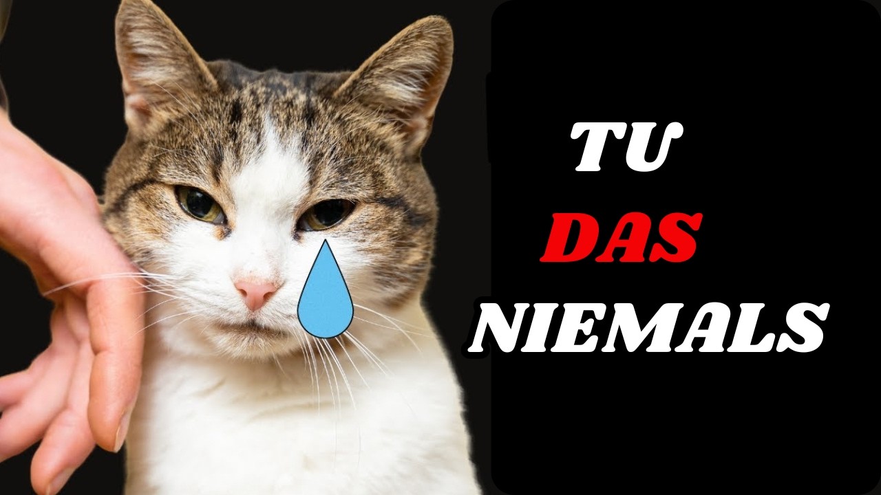 10 Dinge, die eine Katze NIE verzeihen wird !