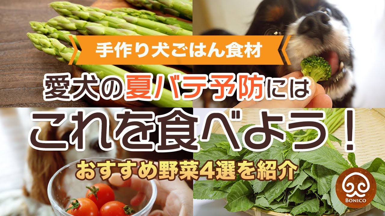 【犬の手作りごはん】愛犬の夏バテ予防！おすすめ野菜４選