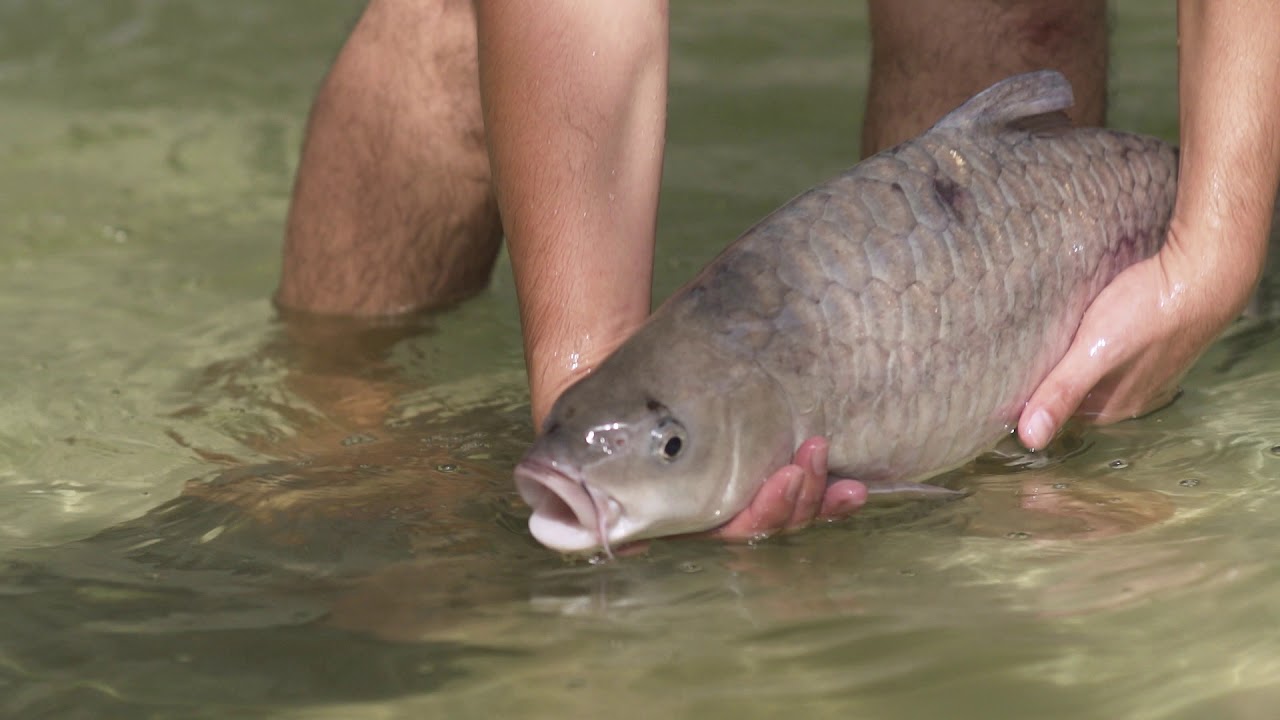 大马成功生态化繁育与养殖淡水鱼王-忘不了鱼