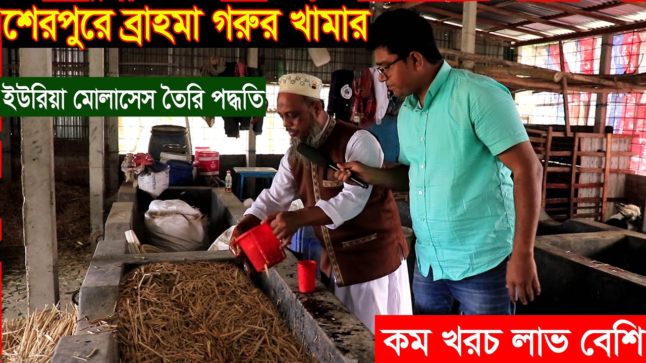শেরপুরে ব্রাহমা গরুর খামার। গরুর সুষম খাবার তৈরি পদ্ধতি শিখুন। ইউরিয়া মোলাসেস তৈরি পদ্ধতি brahma cow