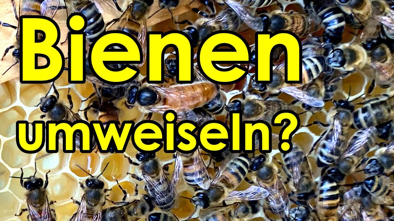 K&ouml;nigin auswechseln: Wie geht es den Bienen im Bl&auml;tterstock? Bienenvolk umweiseln