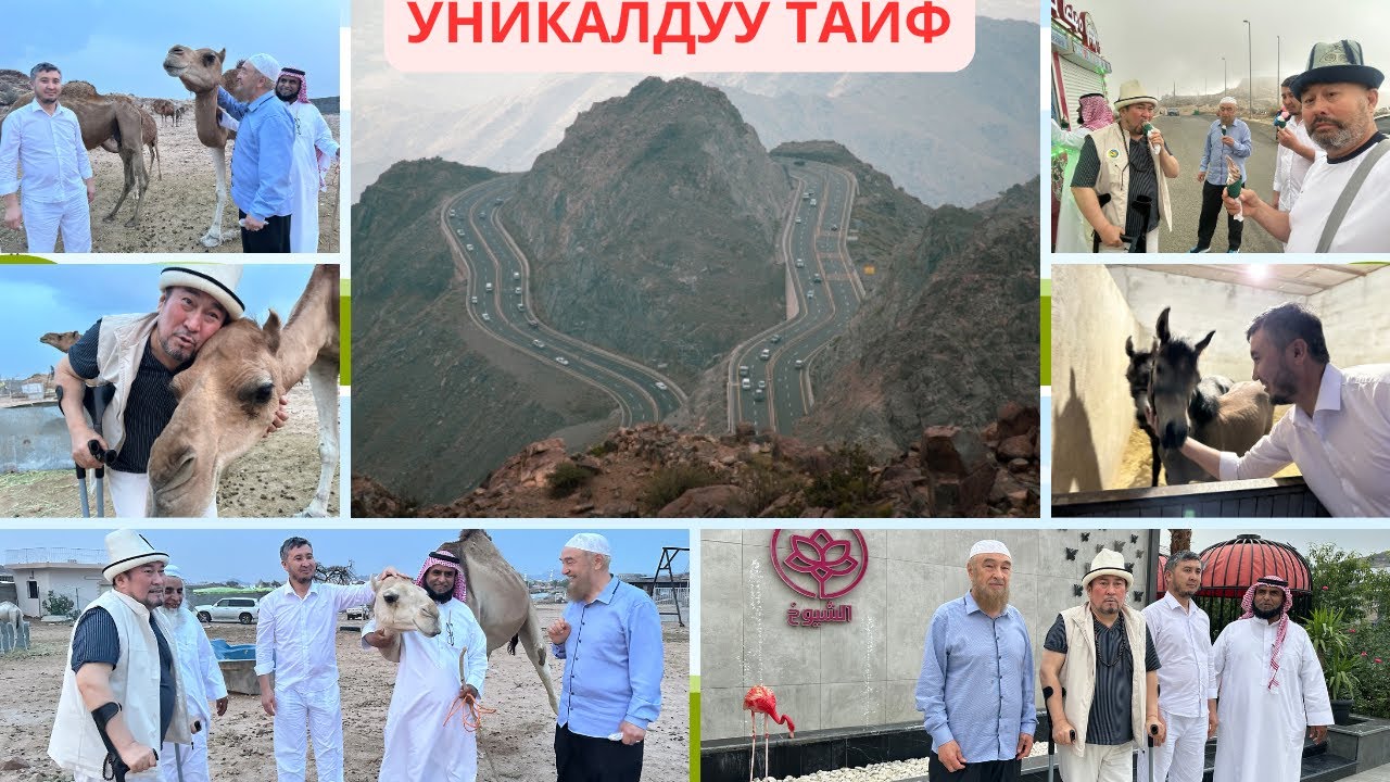 ТАИФТЕГИ 1 КҮН. Жагымдуу климат, розалар, нөшөрлөгөн жамгыр, төөнүн сүтү жана меймандостук.