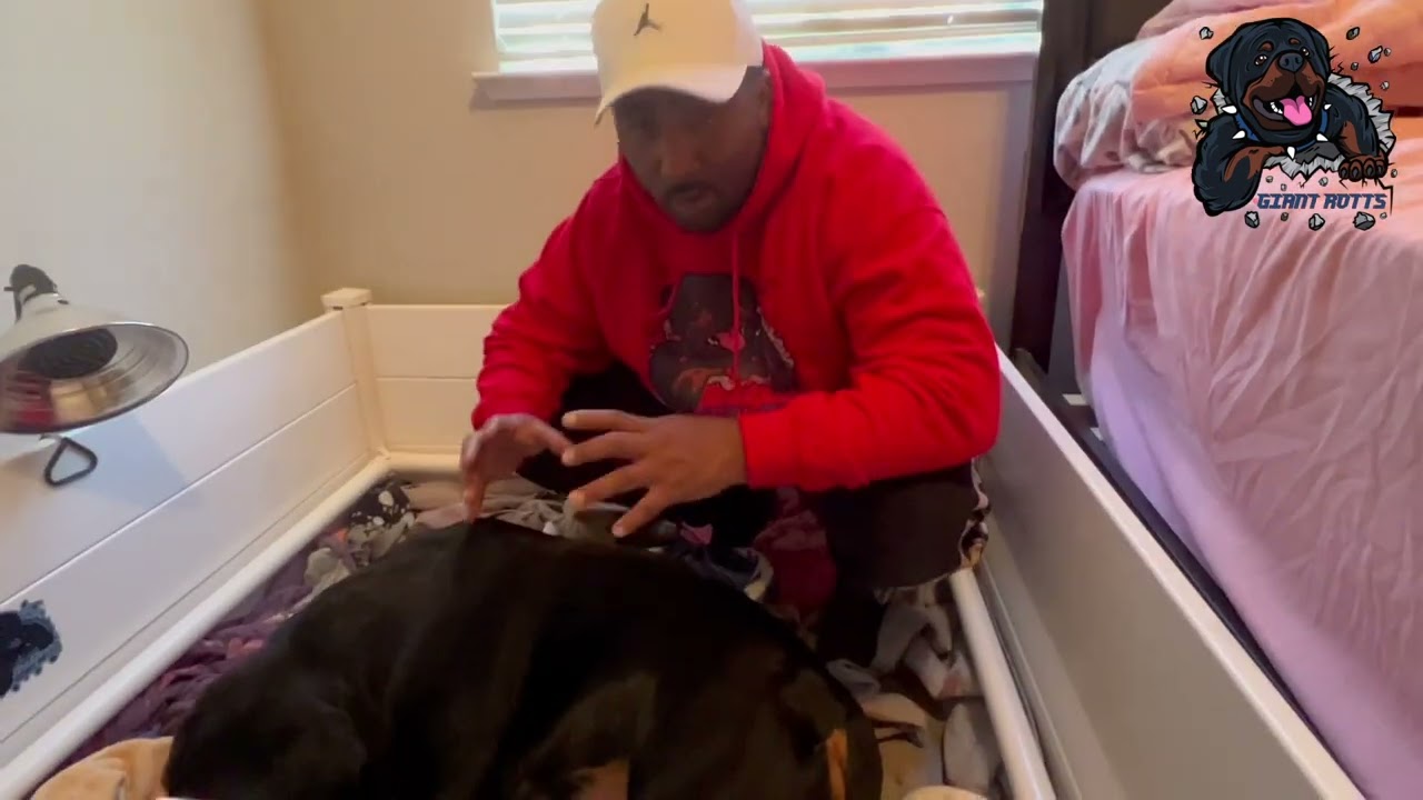 How to Successfully Delivery Puppies: Huge Female Delilah the Rottweiler Goes Into Labour