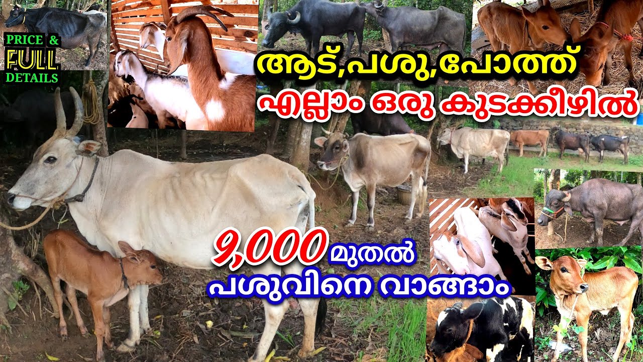 നാട്ടിൽ വളർന്ന പശു,ആട് വാങ്ങാൻ  ഇവിടെ വന്നാൽ മതി🐄Dairy Farm|pashu Valarthal|Cow Farm|goat Farm|farm
