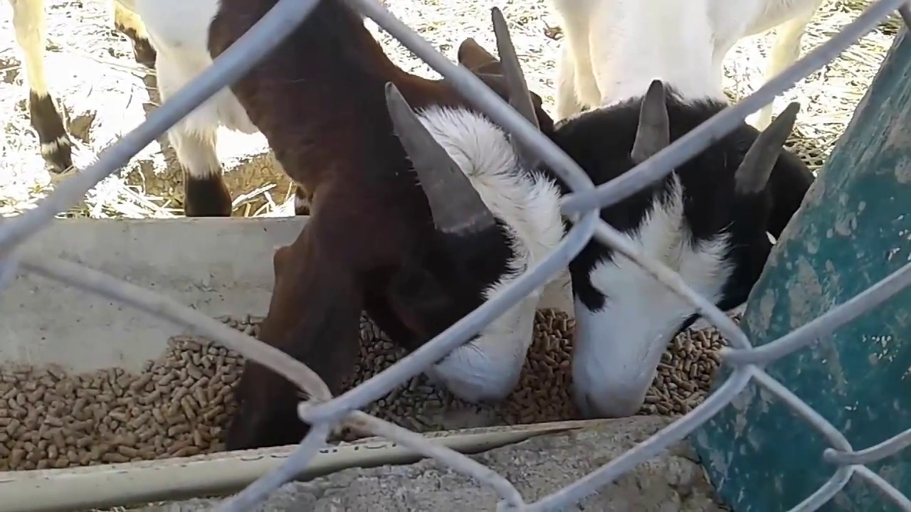Alimento para cabras ( chivos )
