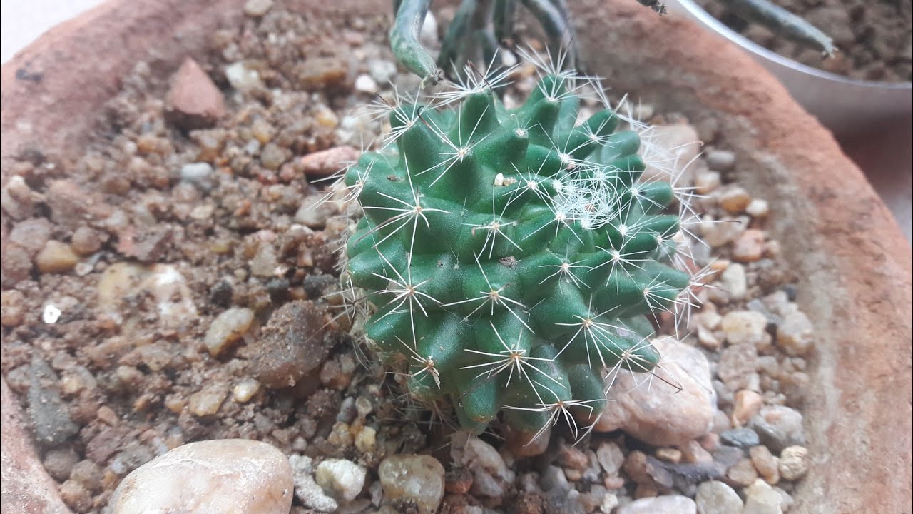 Cactus Soil || 30 June, 2017